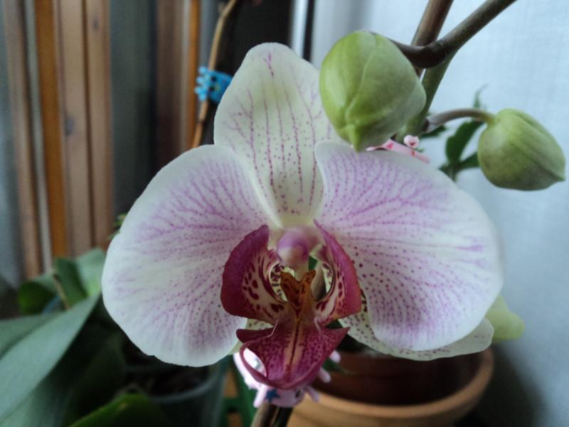 La mia orchidea rifiorita - foto maggio 2012