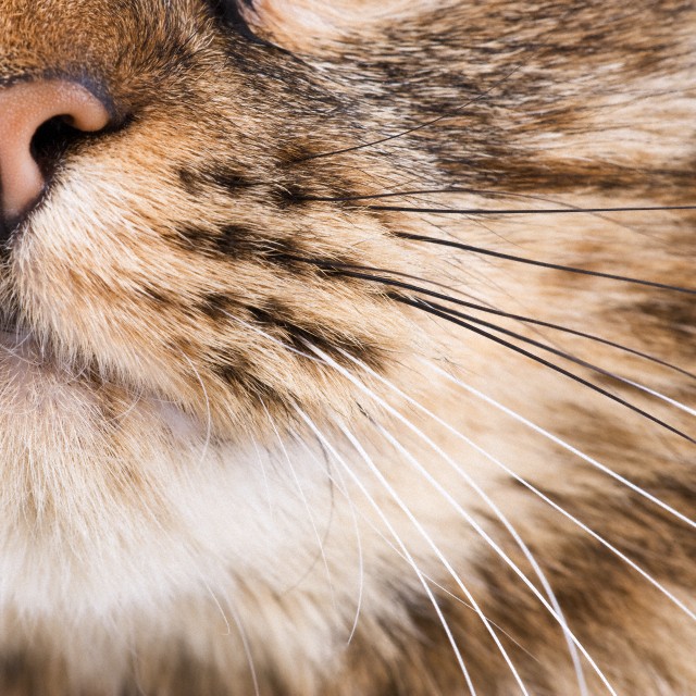 Whiskers of a cat