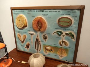 La botanica generale