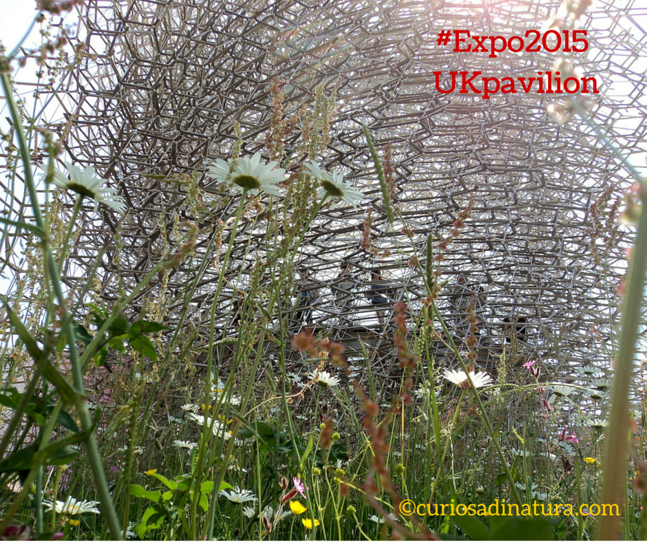 Expo2015_UKPavilion