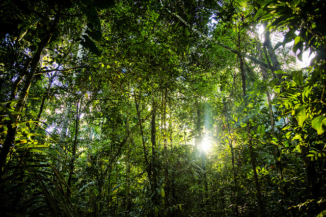 foresta_amazzonica