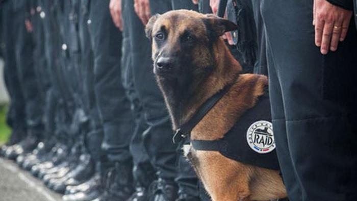 diesel_cane_poliziotto_@LaStampa.it