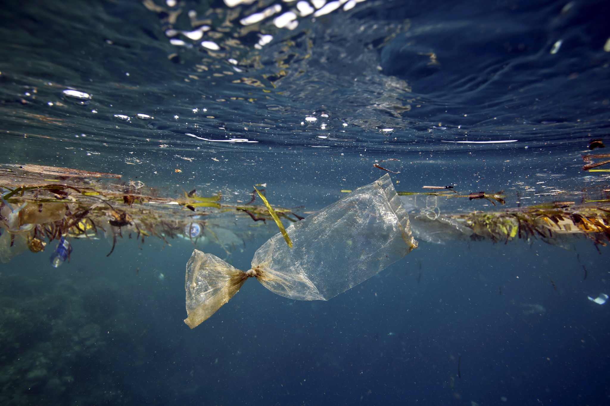 La plastica nei mari e negli oceani (foto Plastic bag floating underwater at Pulau Bunaken)