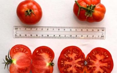 Strampelli e il recupero del pomodoro Varrone