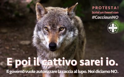 Ancora #SOSlupo in Italia #cacciaunNO