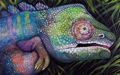 Manimali: dalle mani allo sguardo