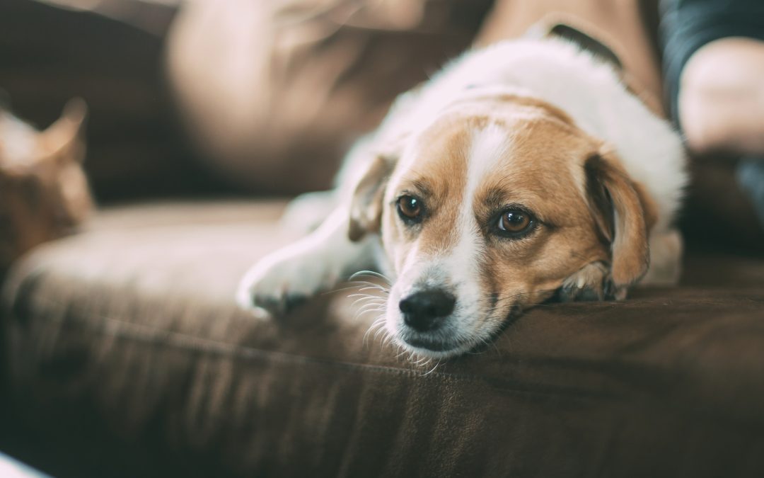Il nonno, il cane e il motorino