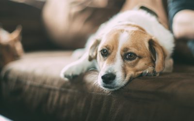 Il nonno, il cane e il motorino