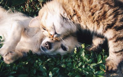 L’Europa e l’Italia sono pet-friendly?