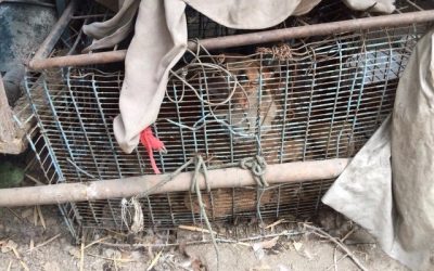 Boonrod e la Soi Dog Foundation