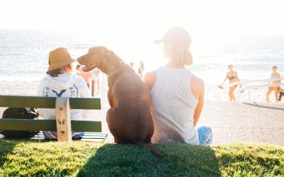 Vacanze a quattro zampe