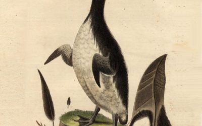 Quanti animali ci siamo persi?