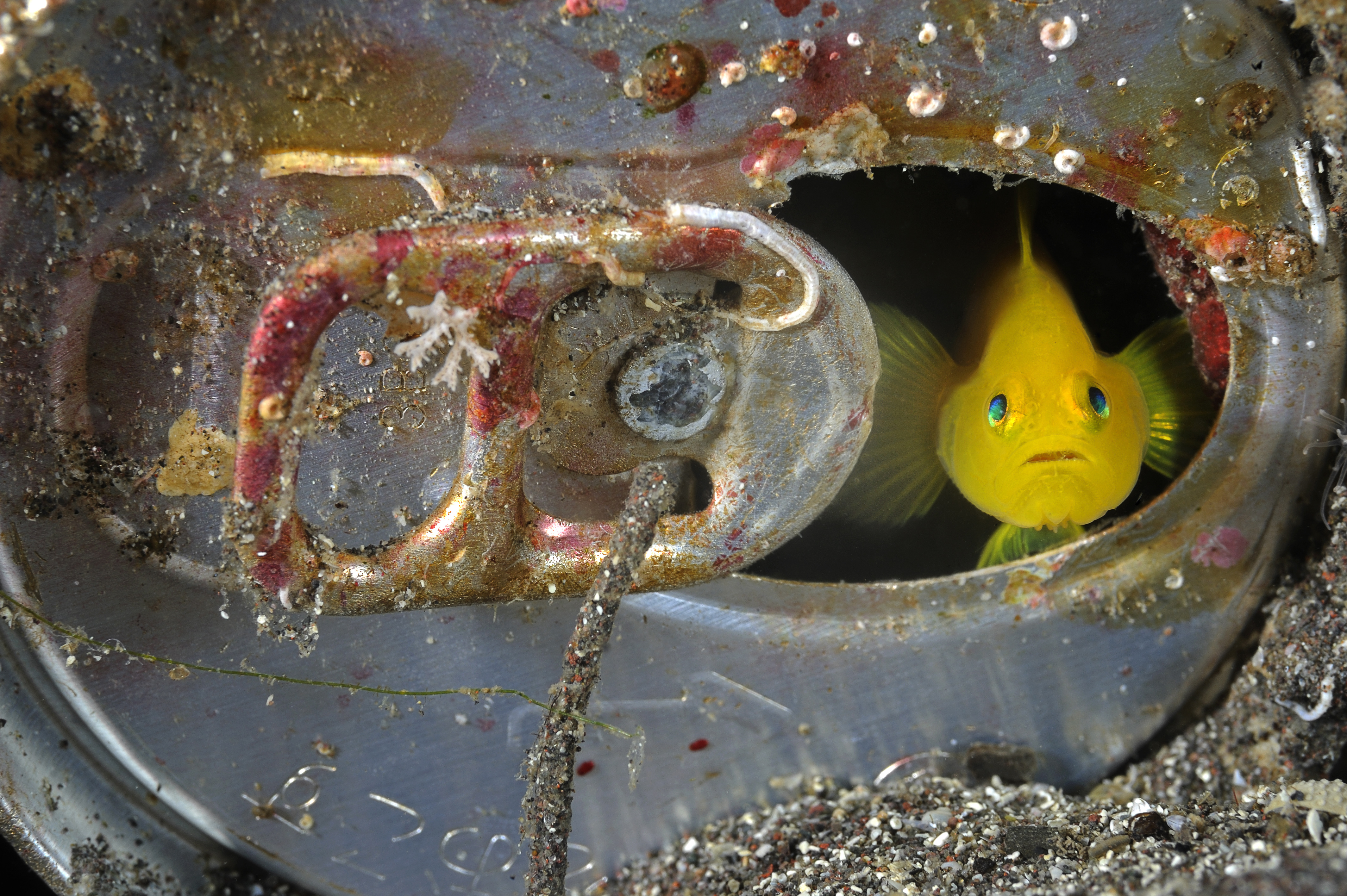 © Brian J. Skerry Capire il cambiamento climatico