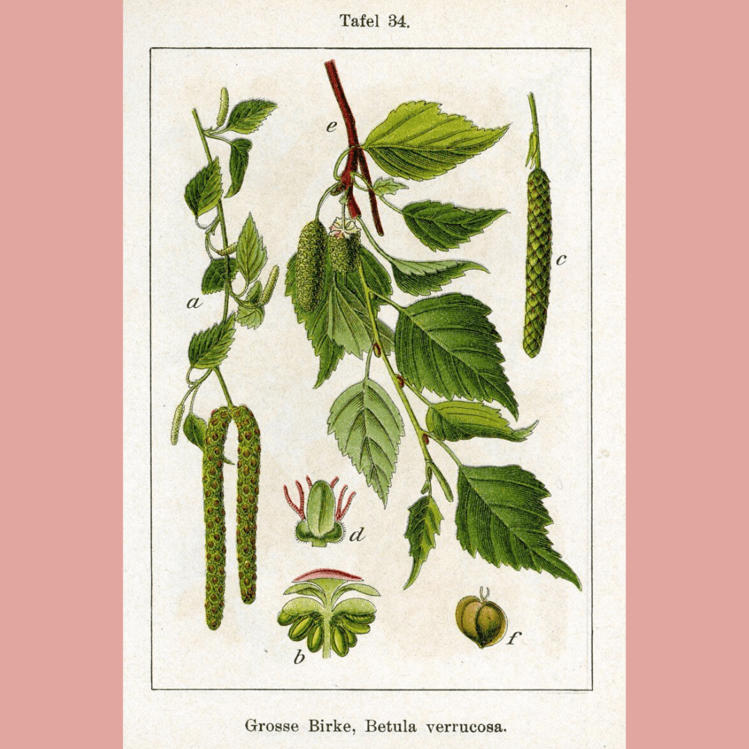 Betulla - tavola botanica