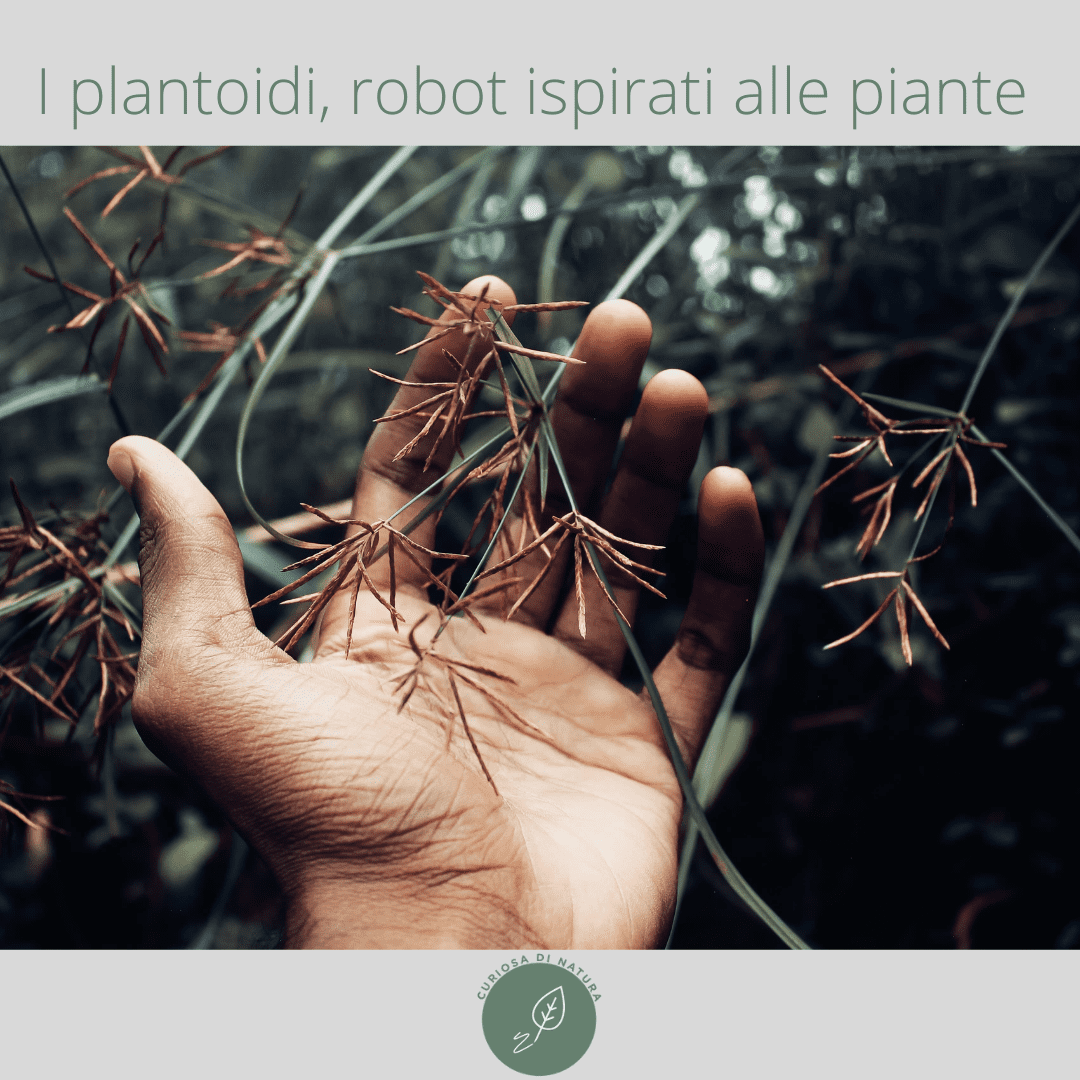 Plantoidi, i robot ispirati alle piante