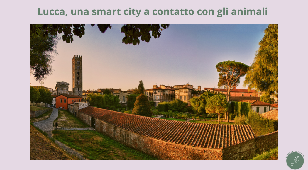 Lucca, una smart city a contatto con gli animali