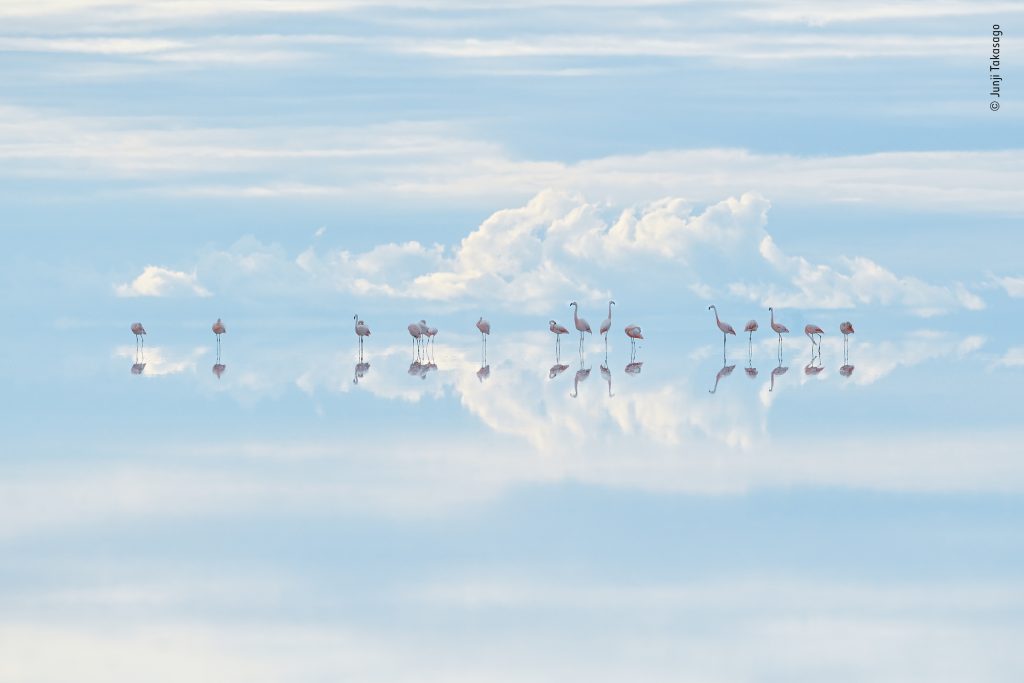 ©Junji Takasago, Wildlife Photographer of the Year 
Fenicotteri paradisiaci Junji Takasago (Giappone) Vincitore L’arte della natura