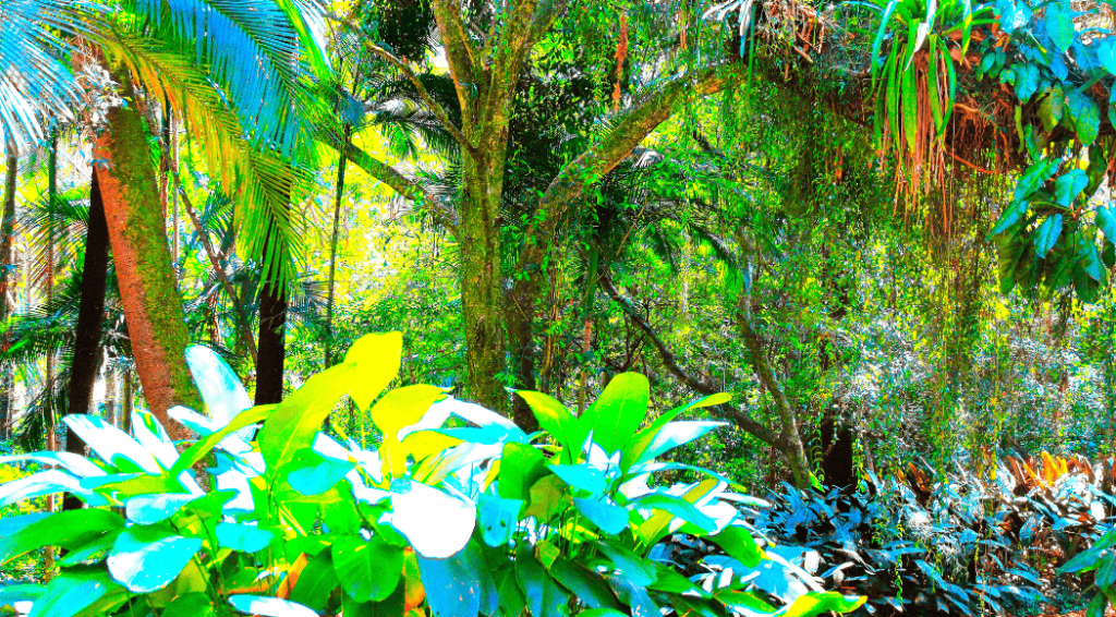 Natura e biodiversità a COP28