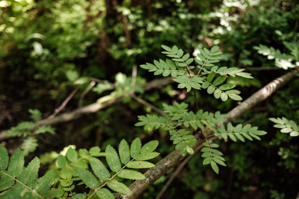 Biofilia e una nuova definizione di natura