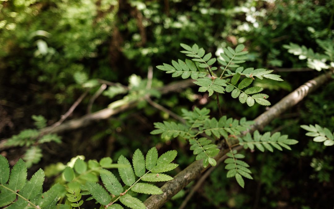 Biofilia e una nuova definizione di natura