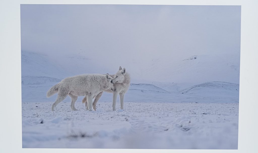 saluto tra lupi Festival della Fotografia Etica Lodi 2025