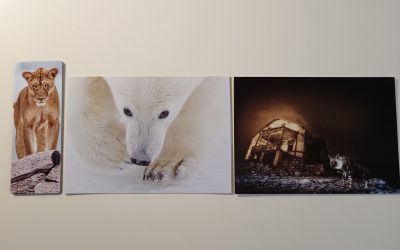 Wildlife Photographer of the Year 2025