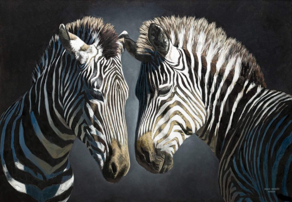 Wild by Design, mostra di Marco Grasso all’ADI Museum Milano, le zebre