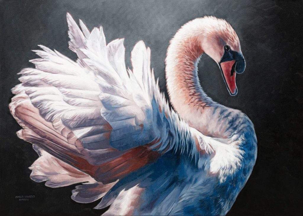 Wild by Design, mostra di Marco Grasso all’ADI Museum Milano, il cigno