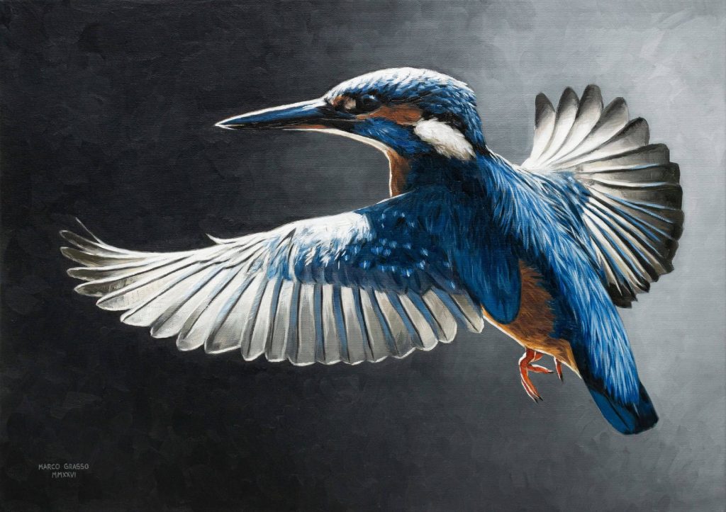 Wild by Design, mostra di Marco Grasso all’ADI Museum Milano, il martin pescatore