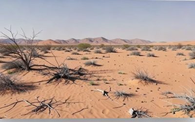 Due COP17: dalla desertificazione alla biodiversità