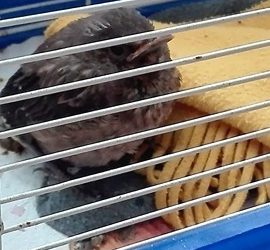 Il merlo e la mamma improvvisata
